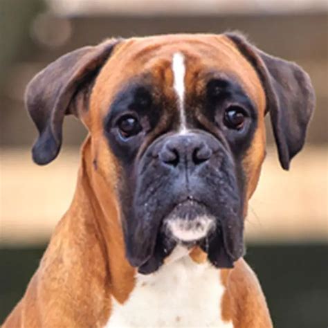 Raça De Cachorro Boxer Características Cuidados E Fotos Mundo Ecologia