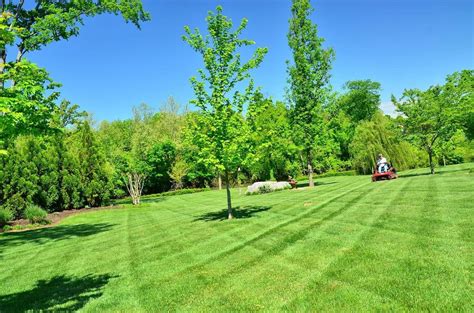 Organic Lawn Care Best Tips For 2023 Webstame
