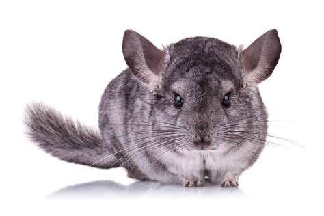 Types Of Chinchillas 8 Domesticated Chinchilla Breeds The Doorstep