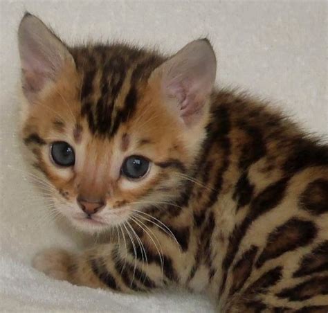 To learn more about each adoptable cat, click on the i american wirehair. KotyKatz Bengal Breeder with Bengal Kittens for sale in Ohio