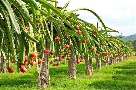 Maybe you would like to learn more about one of these? Dragon Fruit Plant Care: Guide On How to Grow Dragon Fruit