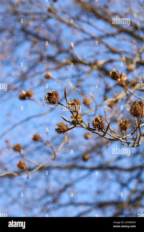 Fagus Sylvatica Tree In Winter Stock Photo Alamy