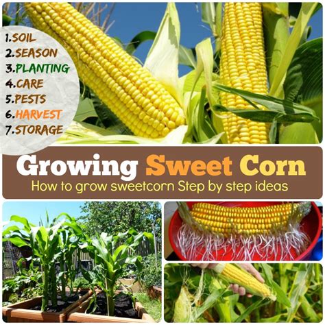 Growing Sweet Corn How To Grow Corn Step By Step Ideas