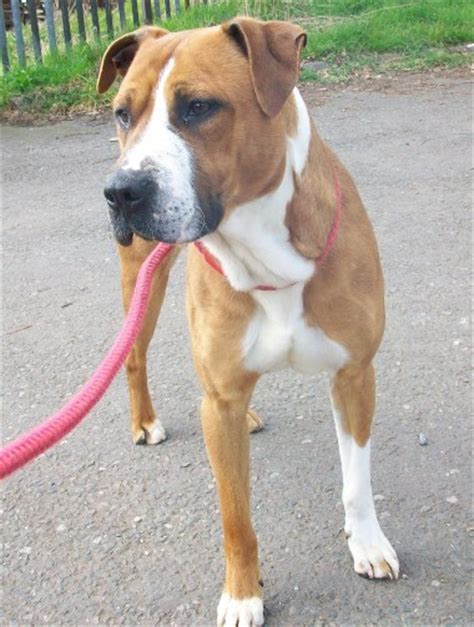 jake  year  male boxer cross staffordshire bull terrier dog  adoption