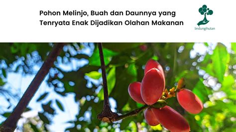 Pohon Melinjo Morfologi Manfaat Dan Cara Budidaya