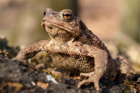 Maybe you would like to learn more about one of these? So überwintern Erdkröte, Eidechse & Co. im Garten - NABU