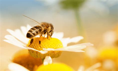 Do Bees Like Daisies Which Varieties Wildlife Welcome