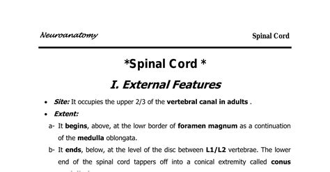 Anatomy Of Spinal Corddocx Docdroid