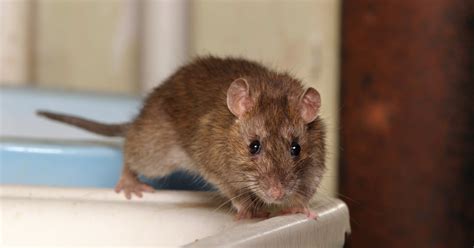 Rats Pest Management