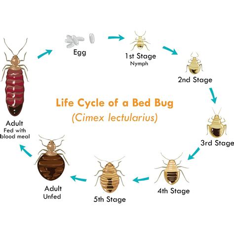 How To Eliminate Bed Bugs Without Feeding Bed Bugs Sprays