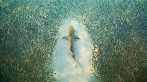 Heron Island Shark Bing Wallpaper Download