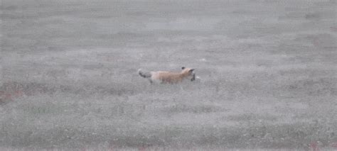 Eagle Attacking Fox