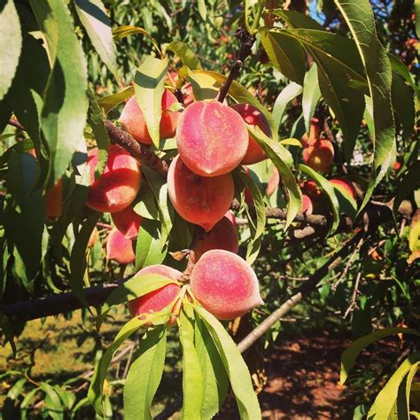 Nothing Says Summertime More Than Homegrown Georgia Peaches Right In