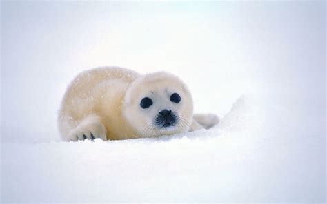 Baby Seal Wallpapers Wallpaper Cave