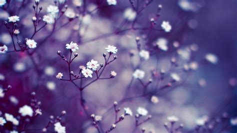 Check spelling or type a new query. Lavender Flower Wallpapers HD | PixelsTalk.Net