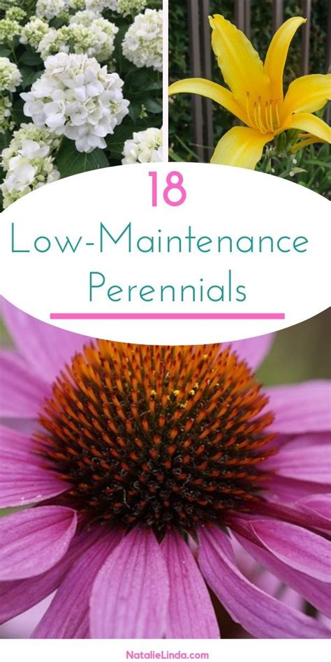 Low Maintenance Perennials Perennial Plants Low Maintenance
