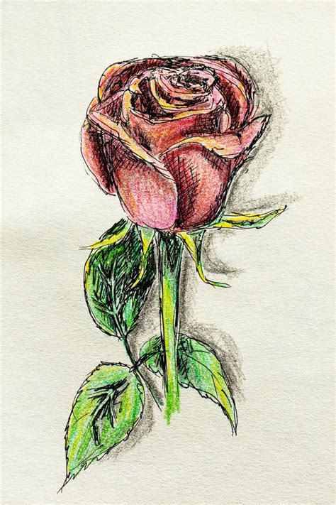 Colored Pencils Sketch Of Pink Rose Flower Illustration Of A Rose With