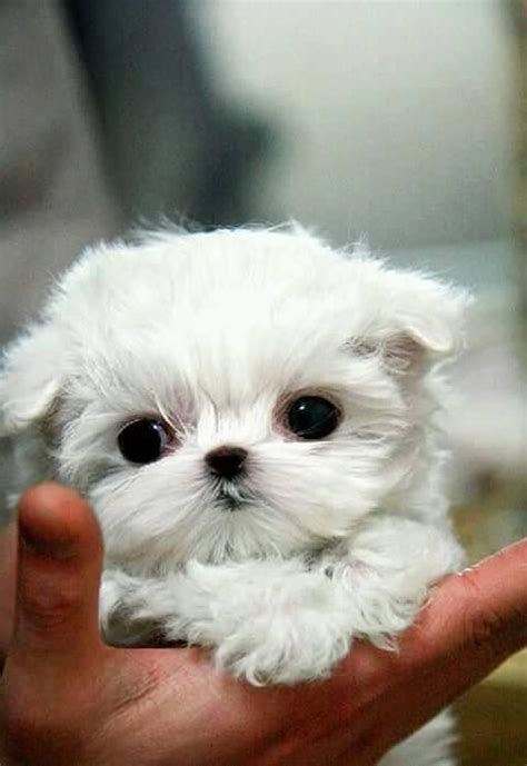 Their small size means they don't need a lot of. I love this dog it is adorable!! | Cute baby animals ...
