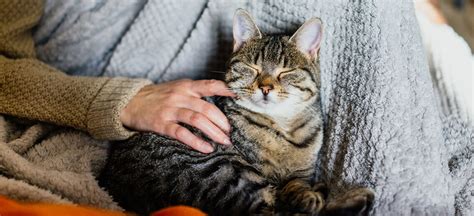 5 Tips For Raising A Friendly Cat North American Pet Products