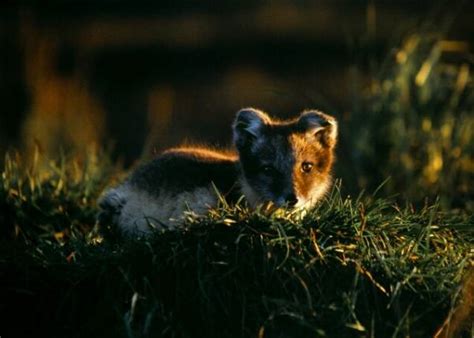 Arctic Fox Canids