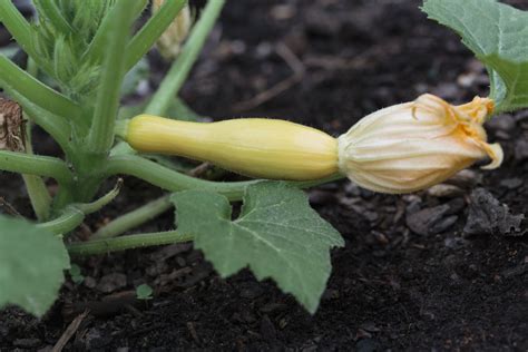 How To Grow Crookneck Squash Yellow Squash
