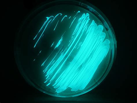 Photobacterium Phosphoreum Citizendium