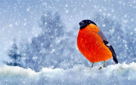 Fond Décran Des Oiseaux La Nature Neige Hiver Arctique