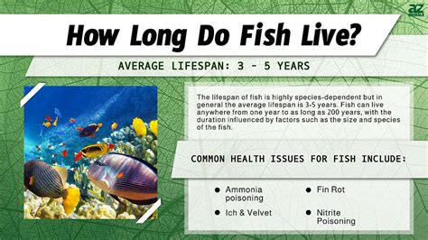 Fish Lifespan How Long Do Fish Live A Z Animals