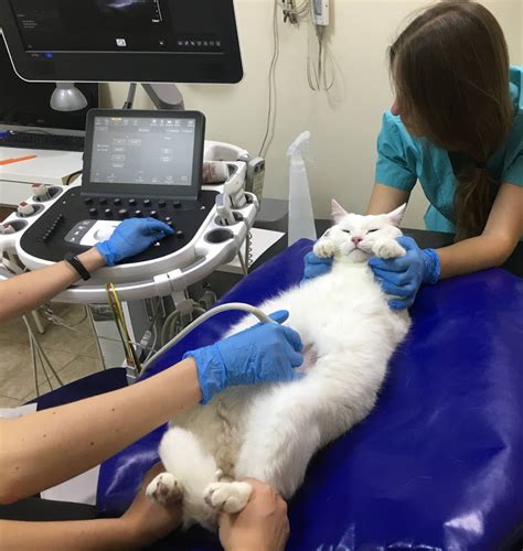 УЗИ брюшной полости кошек Зачем делать ультразвуковое исследование
