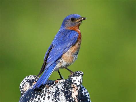 √ 49 Blue Colored Birds Outstanding Complete With Pictures