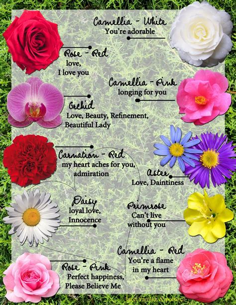 Flower Meanings | Flower meanings, Language of flowers ...