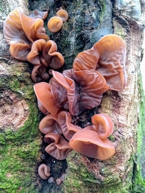 Jelly Ear Stuffed Mushrooms Wild Mushrooms Weird Plants