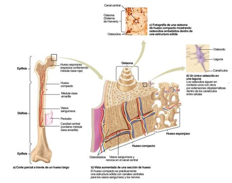 Estructura Del Hueso Infografia Anatomy And Physiology Physiology