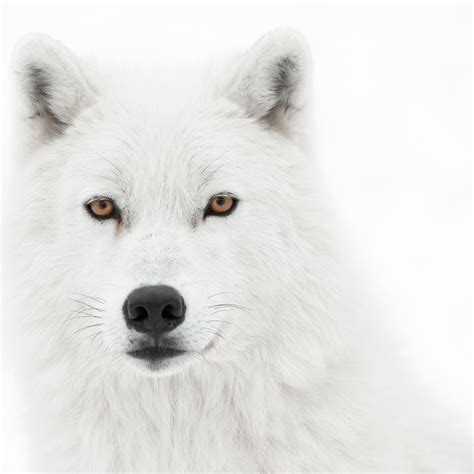 White Arctic Wolf