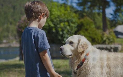 ⊛ 8 Mejores Razas De Perros Para Niños Con Autismos 【actualizado】