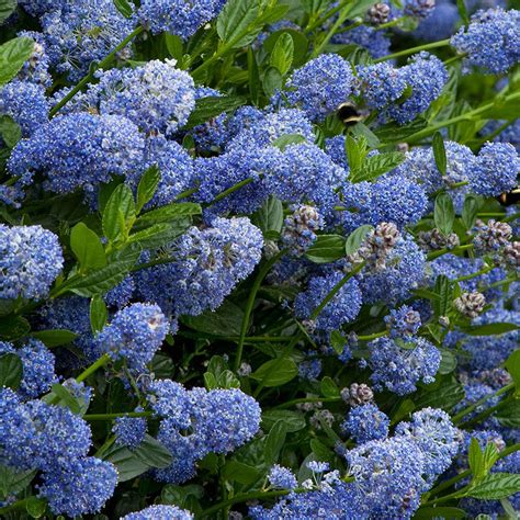 Ceanothus Victoria Tree Potted California Wild Lilac Trees For Small
