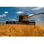 Crop Production Wheat Down  AgWeb