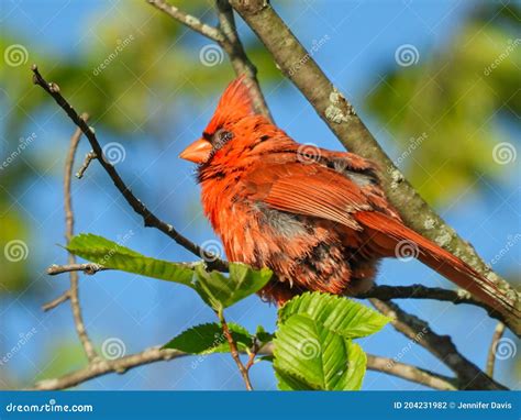 Northern Cardinal Bird With Bright Red Feathers And Head Crest Up
