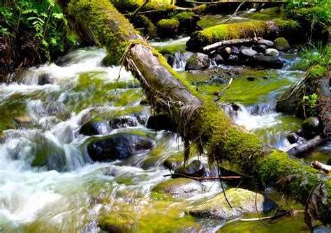 Free Images Landscape Tree Nature Rock Waterfall Creek Leaf