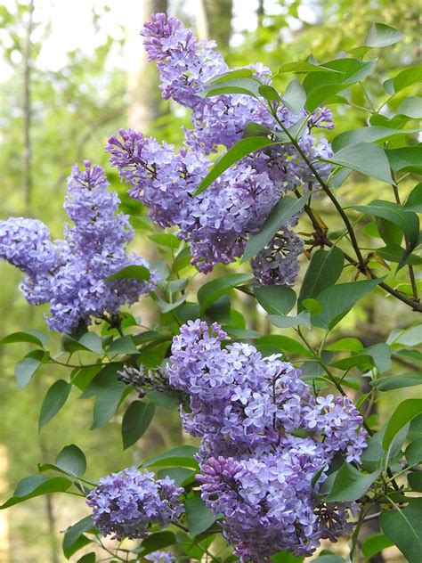 So Many Lilacs In Bloom Photograph By Eunice Miller Fine Art America