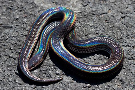 Sunbeam Snake Care Guide Outback Reptiles