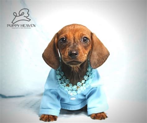 (female is brown with white strip on face.) Dachshund puppy dog for sale in Las Vegas, Nevada