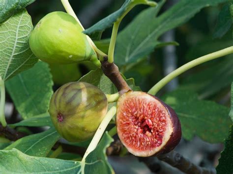 Full grown fruit trees for sale. 10 Fruit Trees You Can Easily Grow in a Pot or Container ...