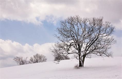 Lone Tree In Snow Photograph By Betty Denise