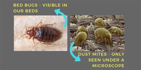 Do All Beds Have Dust Mites Healing Picks