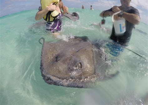 Sie kommen ganz ohne chemie aus! Mit Rochen schwimmen - auf Grand Cayman (George Town ...