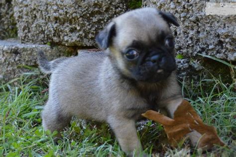 Search illinois dog rescues and shelters here. Pug Puppies For Sale | Michigan Avenue, IL #296048