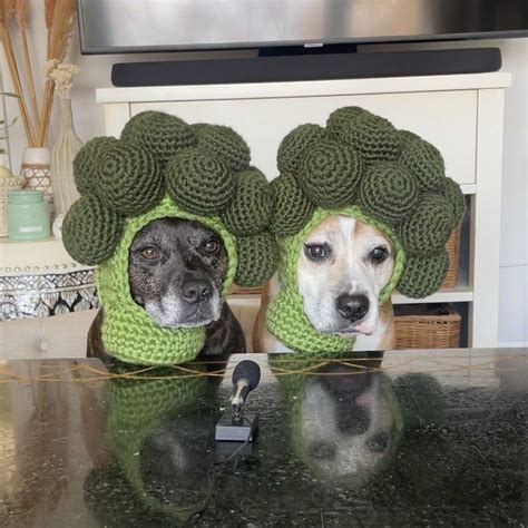I Made My Dogs Broccoli Hats 🥦 Crochet Crochet Dog Crochet Dog Hat