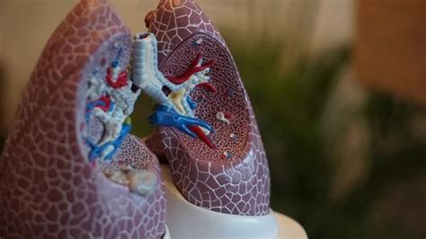 Lab Grown Lung Tissue Could Accelerate Lung Disease Drug Discovery