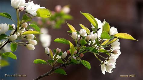 Maybe you would like to learn more about one of these? Spring Flowers at University of Washington 2015 4K UHD ...